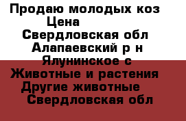 Продаю молодых коз › Цена ­ 13 500 - Свердловская обл., Алапаевский р-н, Ялунинское с. Животные и растения » Другие животные   . Свердловская обл.